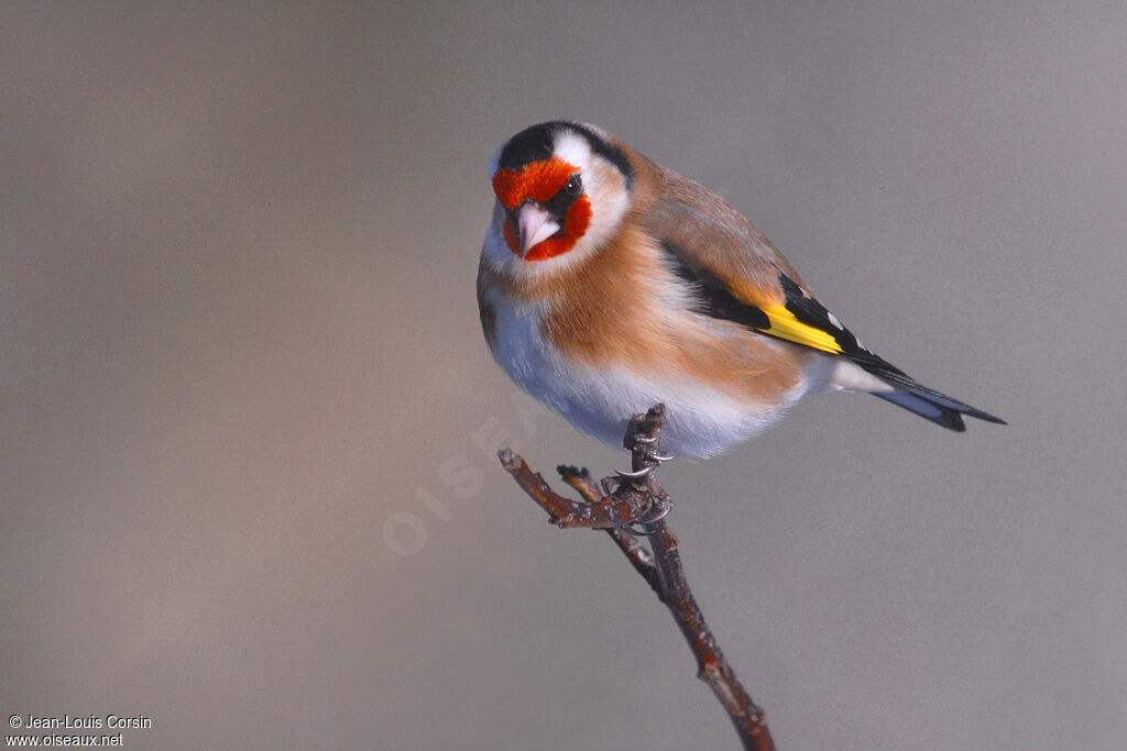 European Goldfinch