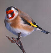 European Goldfinch