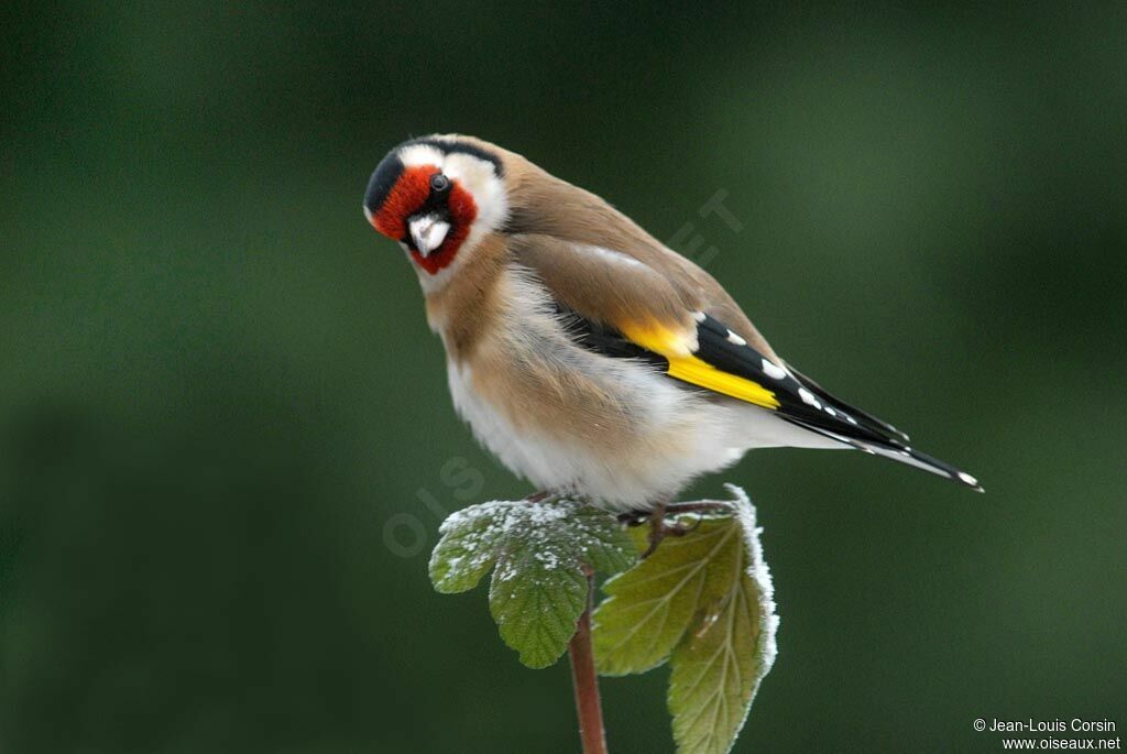 European Goldfinchadult