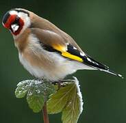 European Goldfinch