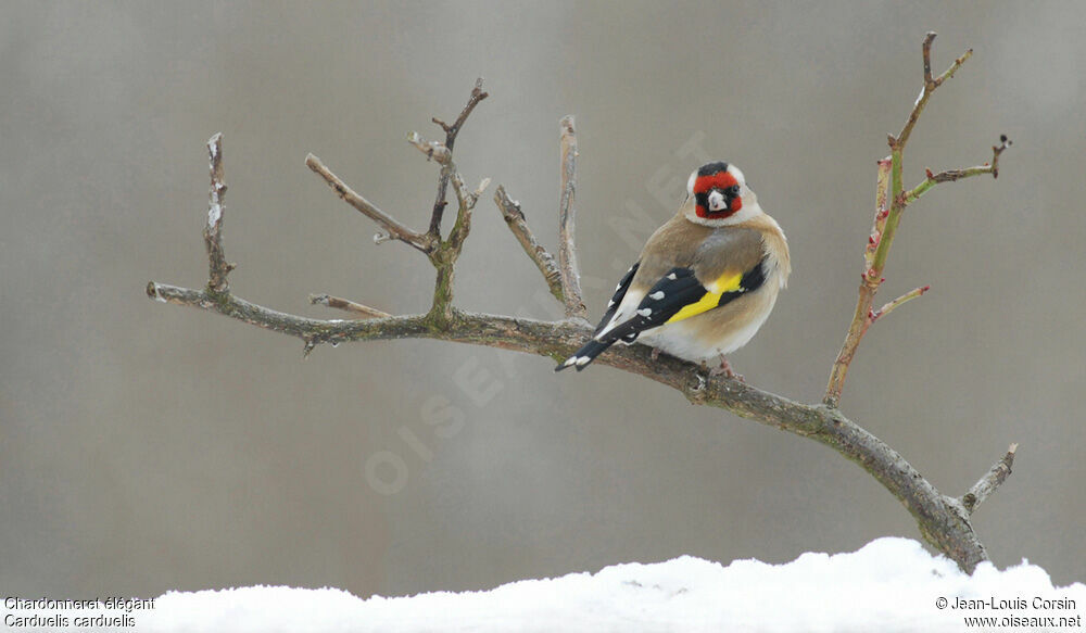 European Goldfinch