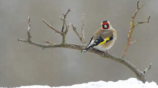 European Goldfinch