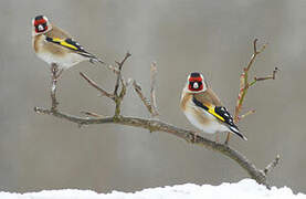 European Goldfinch