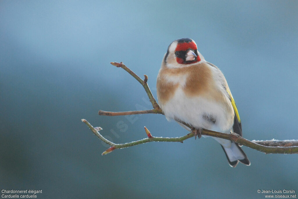 European Goldfinch