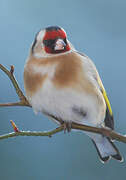 European Goldfinch