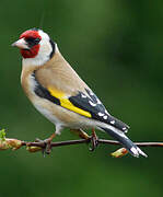 European Goldfinch