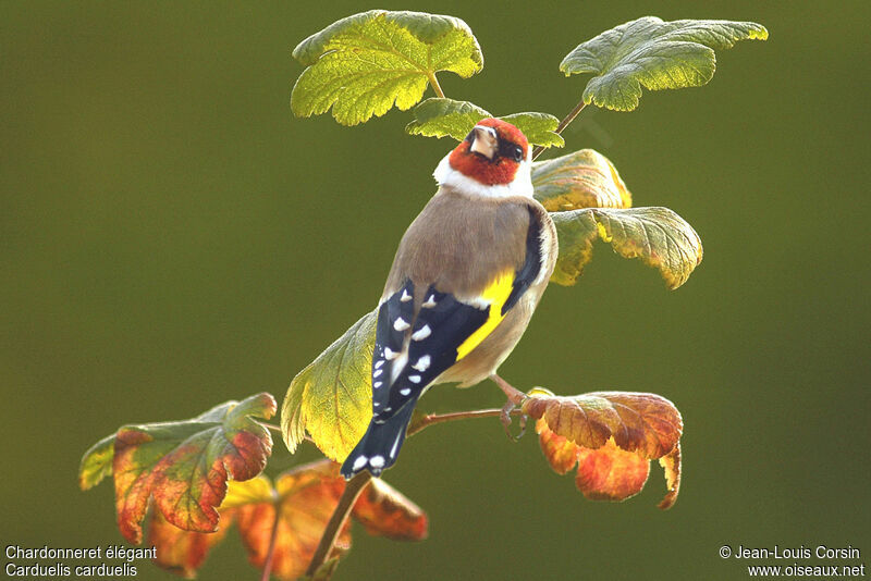 European Goldfinch