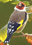 European Goldfinch