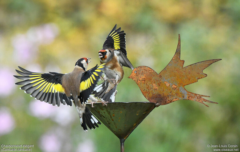 European Goldfinchadult