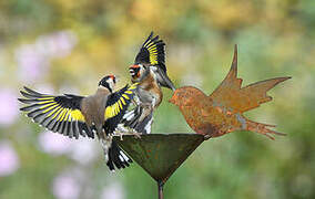 European Goldfinch