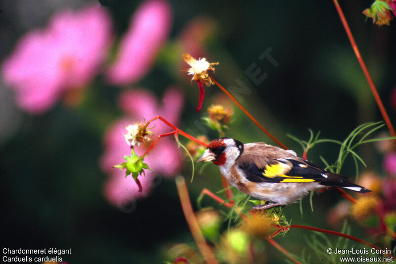 European Goldfinch