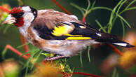 Chardonneret élégant