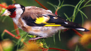 European Goldfinch