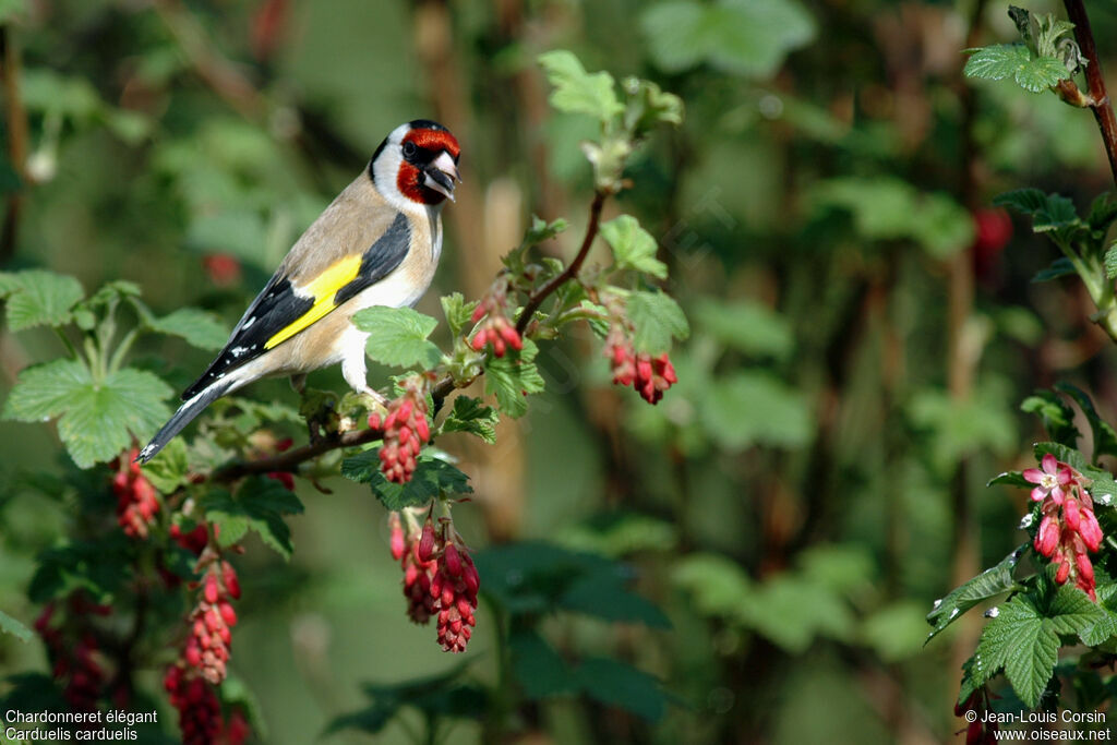 European Goldfinch