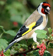 European Goldfinch