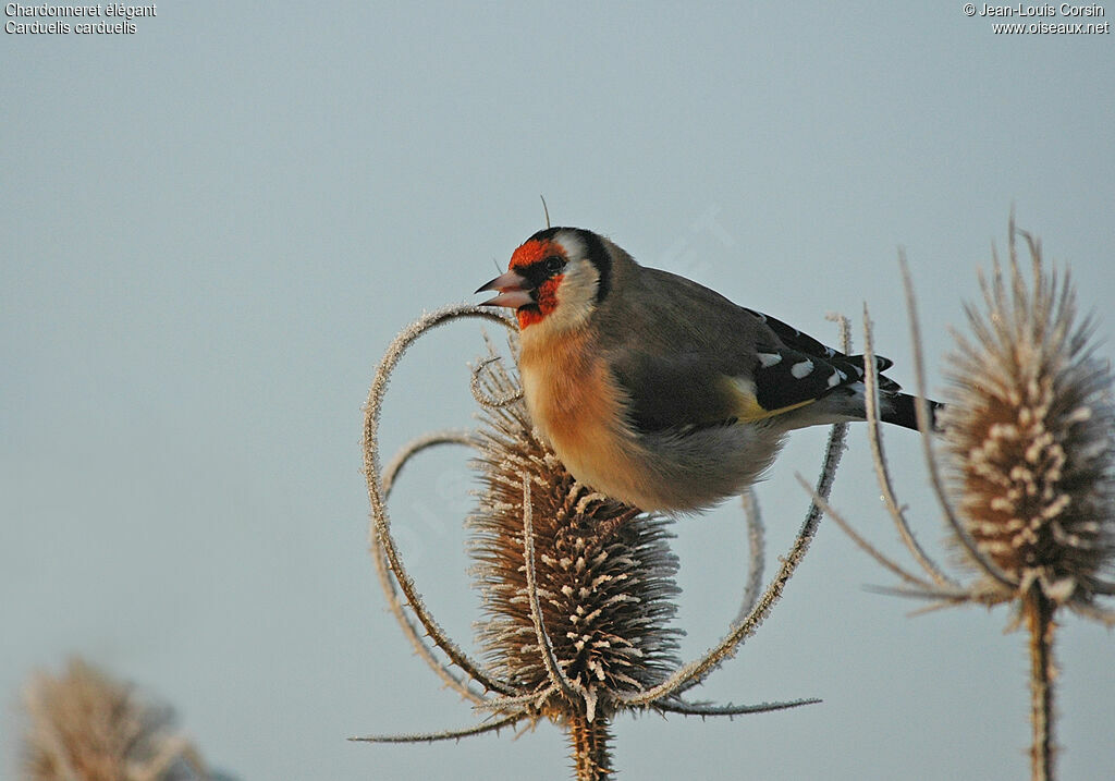 Chardonneret élégant