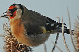 European Goldfinch