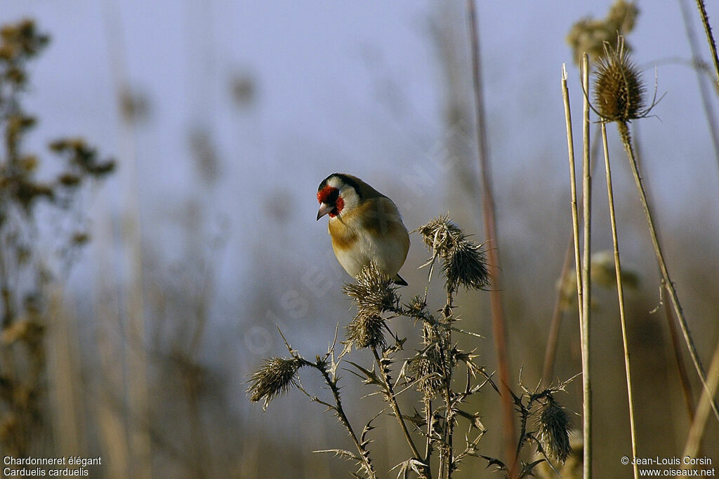 European Goldfinch