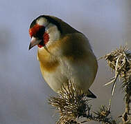 European Goldfinch