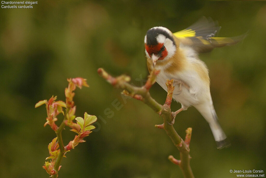 European Goldfinch