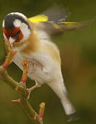 European Goldfinch