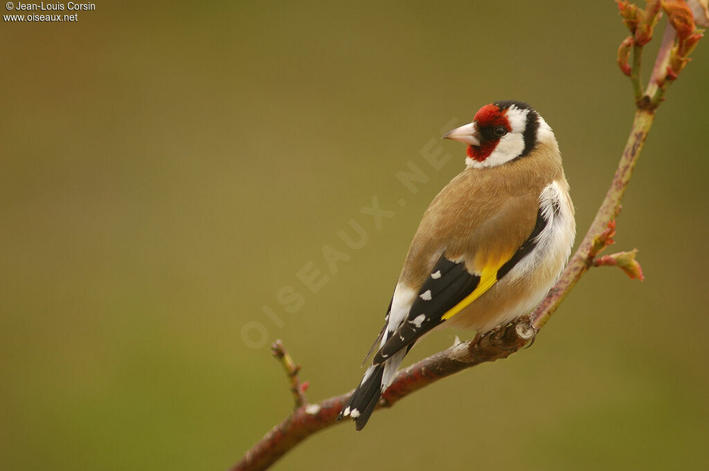 European Goldfinch