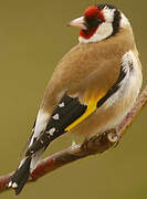 European Goldfinch