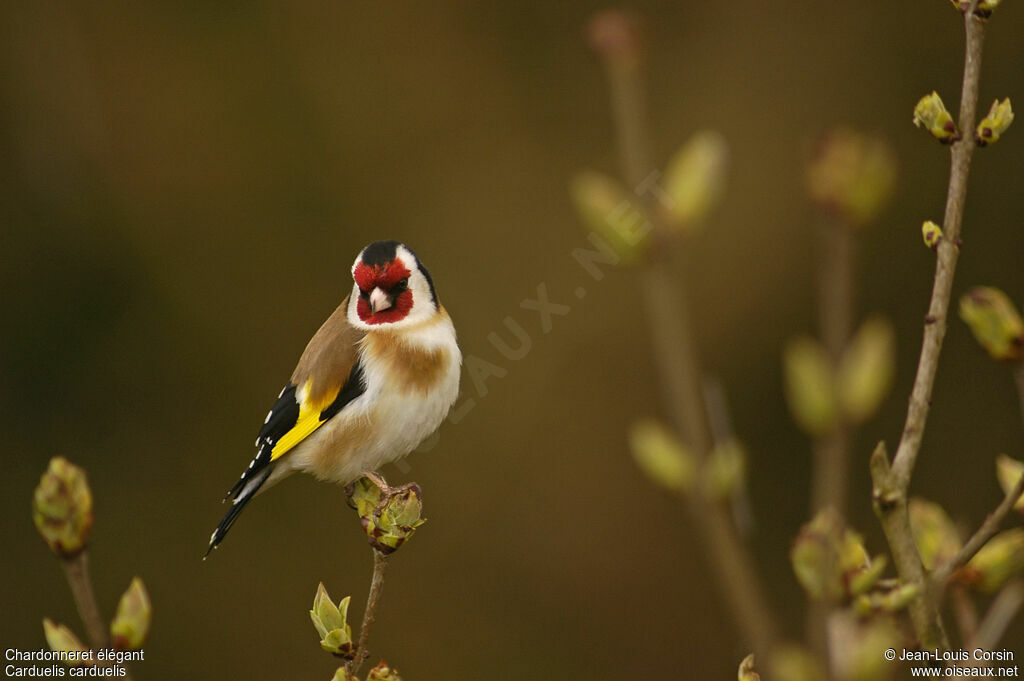 European Goldfinch