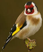 European Goldfinch