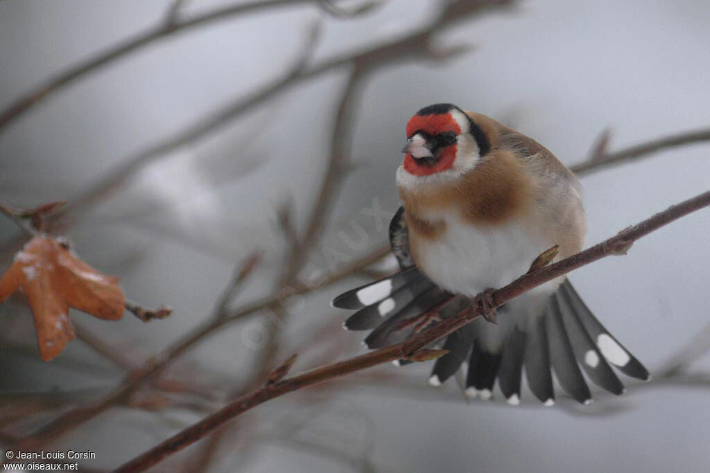 European Goldfinch