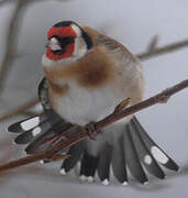 European Goldfinch