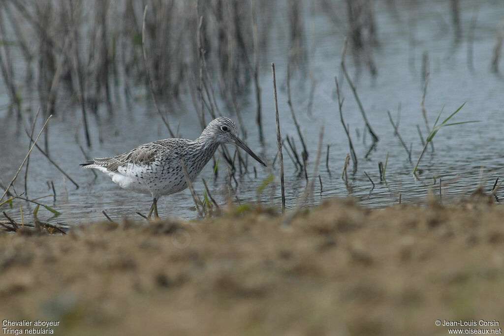 Common Greenshank