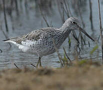 Common Greenshank