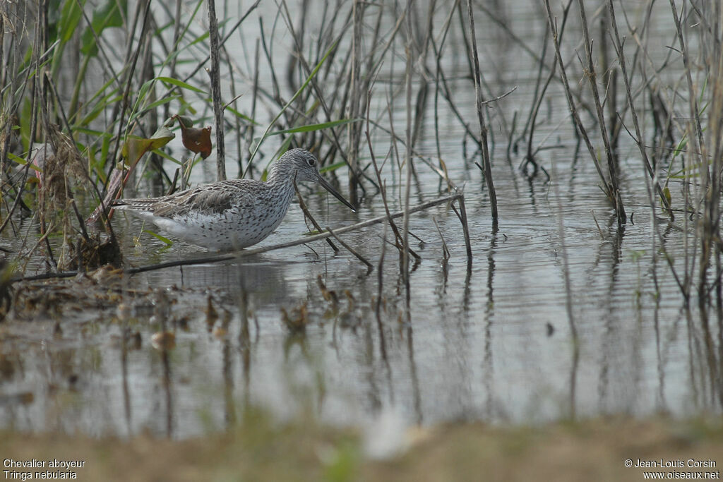 Common Greenshank