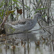 Common Greenshank