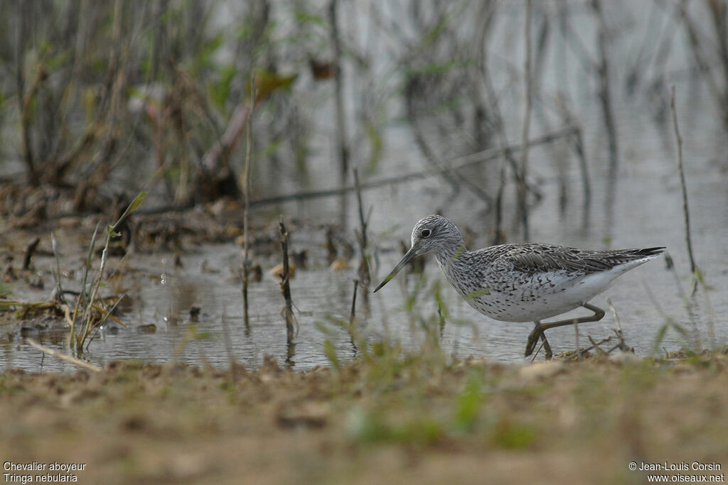 Common Greenshank