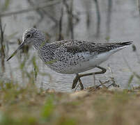 Common Greenshank