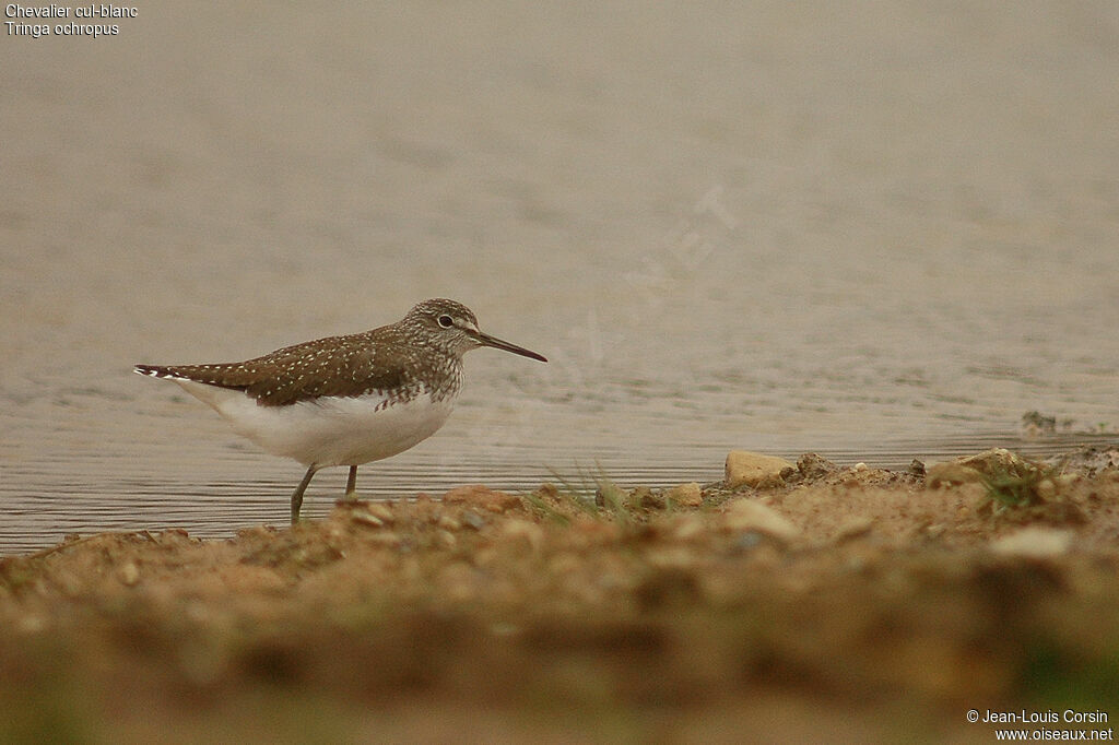 Green Sandpiper