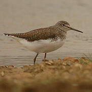 Green Sandpiper