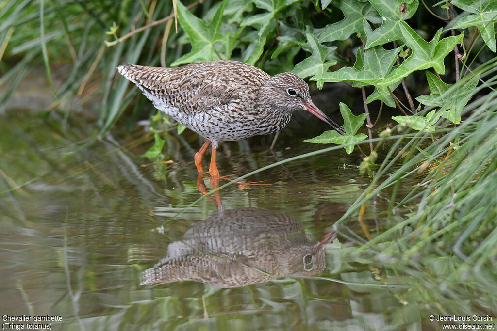 Common Redshankadult