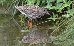 Common Redshank