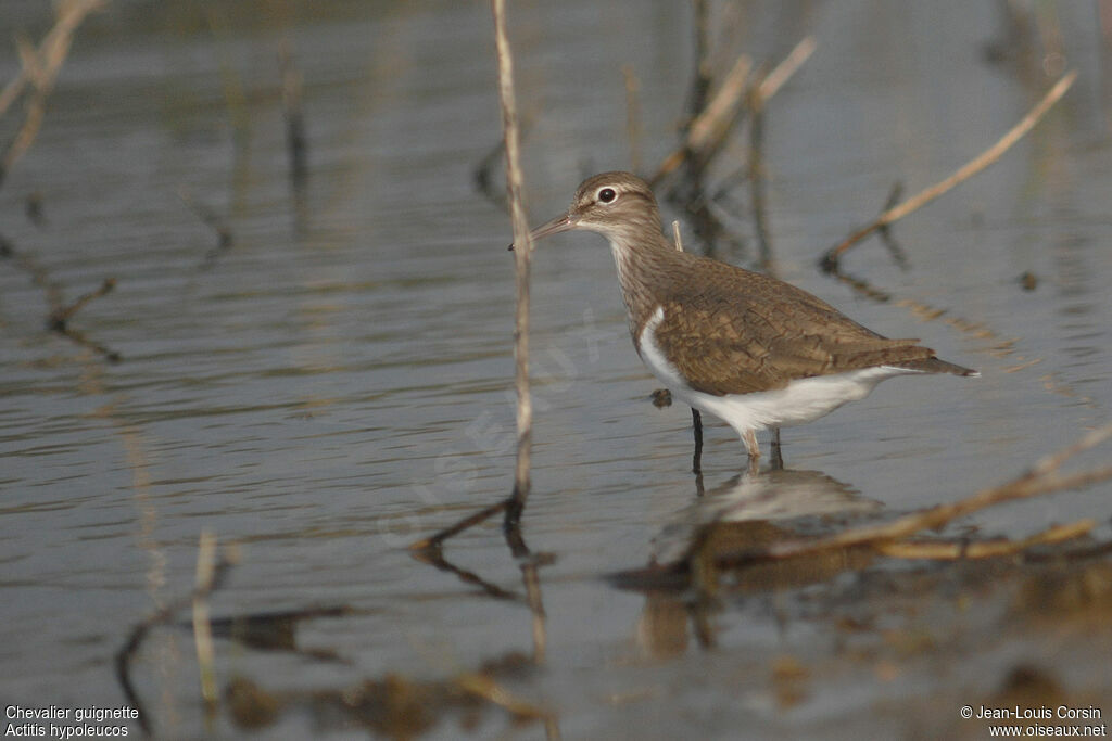 Common Sandpiper