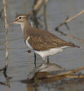 Common Sandpiper