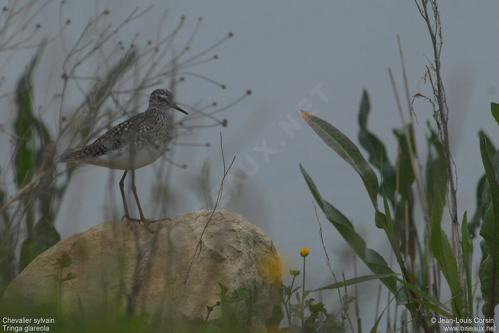 Wood Sandpiper