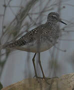 Wood Sandpiper