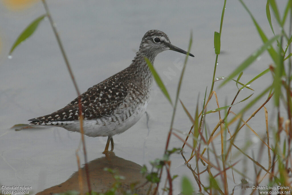 Wood Sandpiper