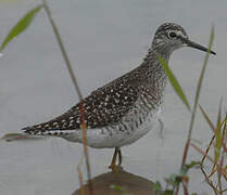 Wood Sandpiper