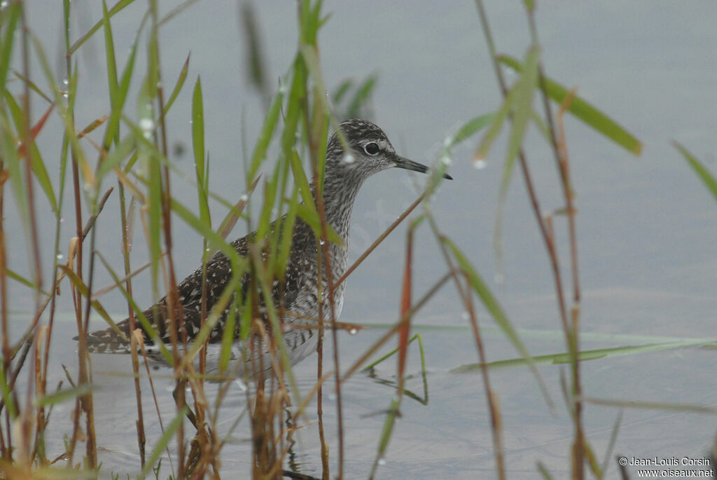 Wood Sandpiper