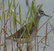 Wood Sandpiper