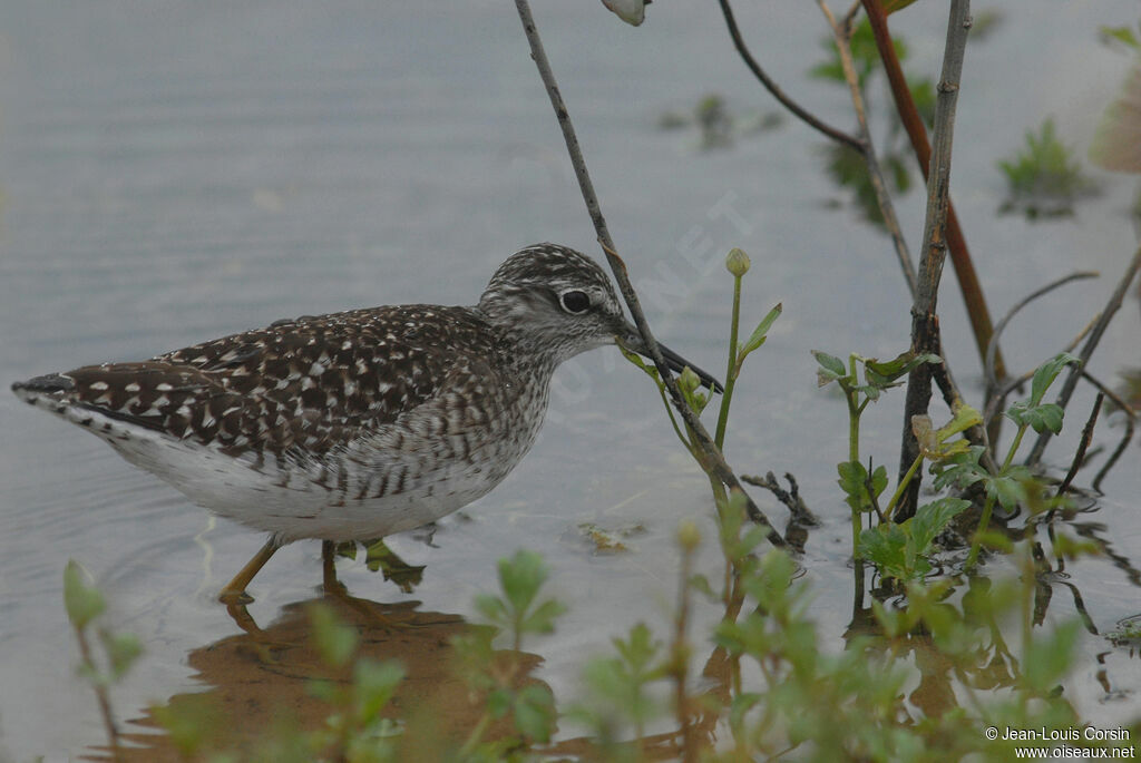 Wood Sandpiper